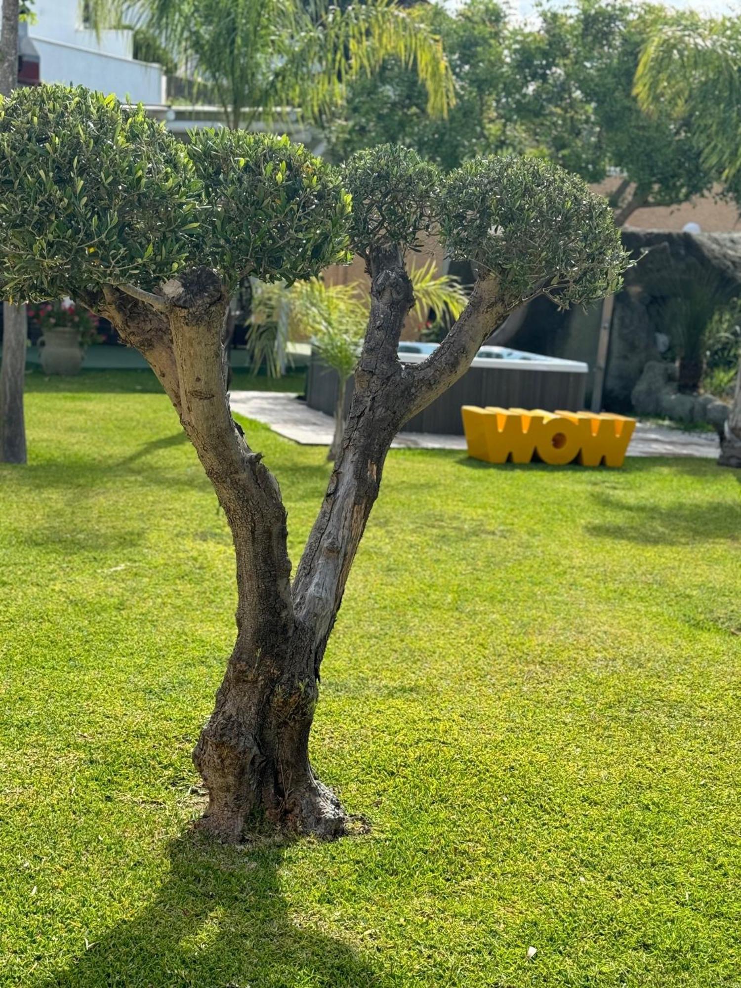 Parco Delle Agavi Hotel Forio (Isola d'Ischia)